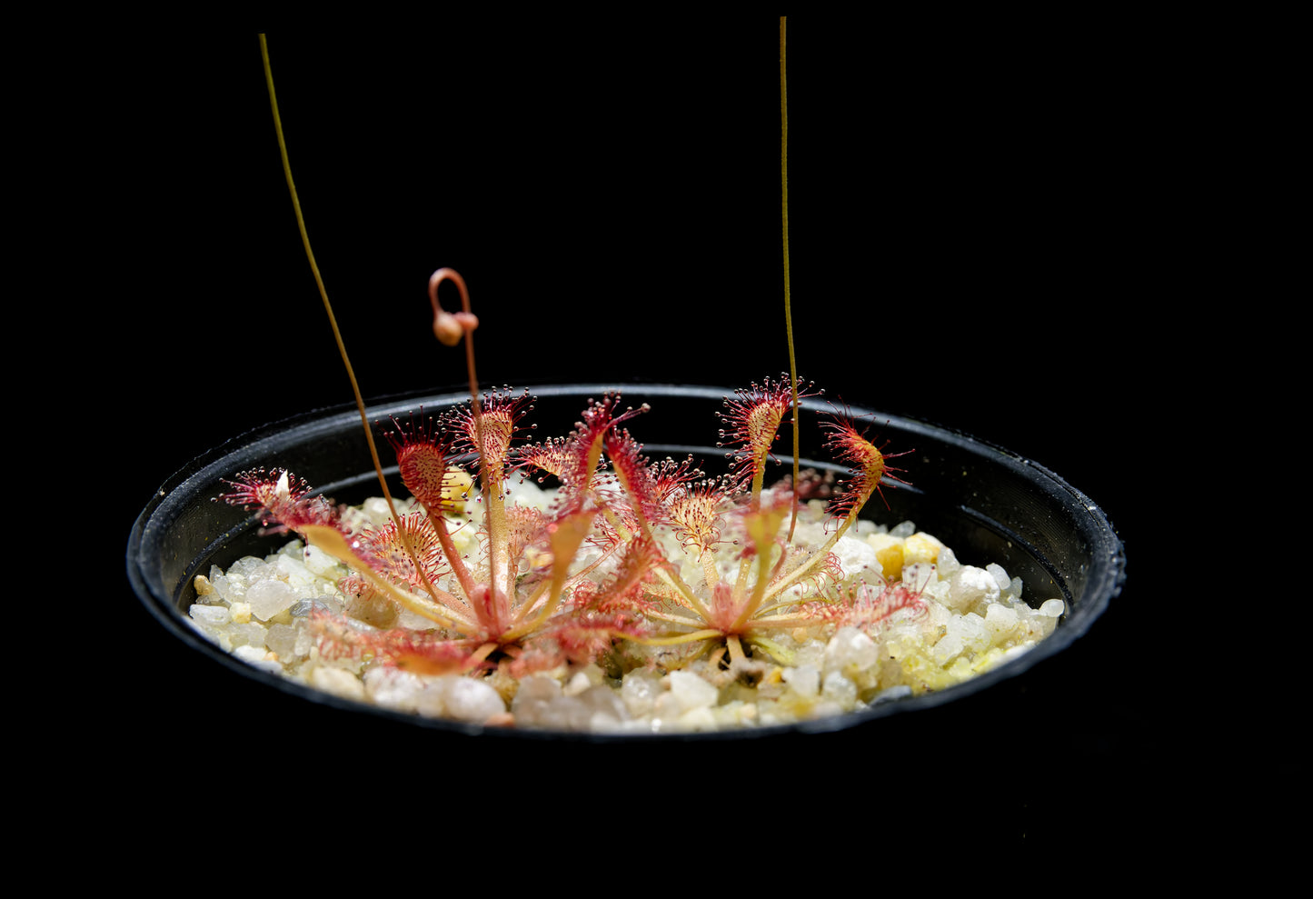 Drosera capillaris long arm carnivorous plant sundew terrarium plant sale Singapore potted plant side view