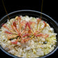 Drosera capillaris long arm carnivorous plant sundew terrarium plant sale Singapore potted plant top view