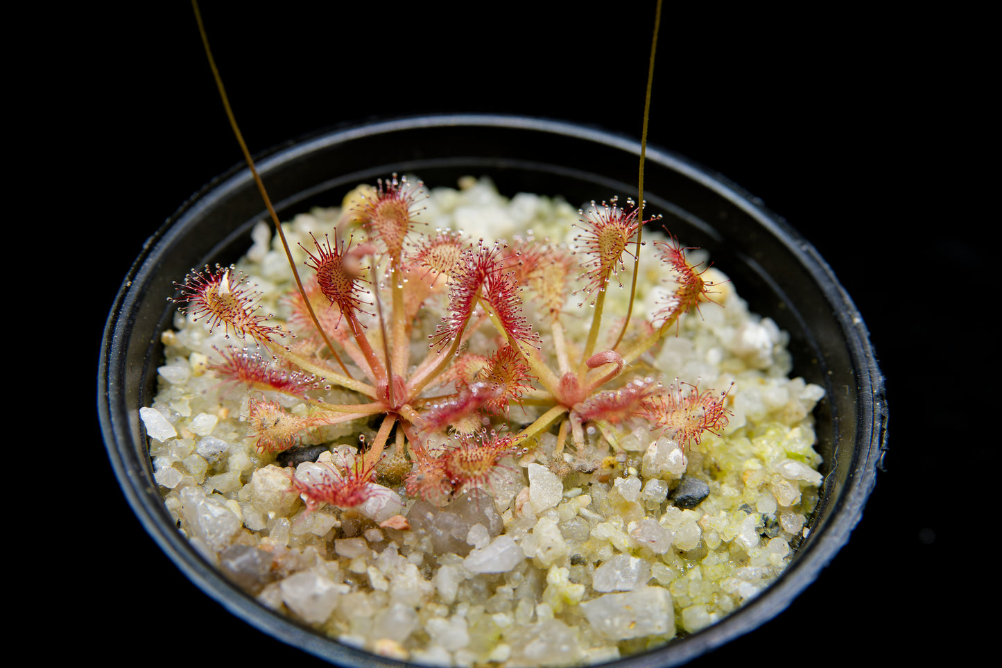 Drosera capillaris long arm carnivorous plant sundew terrarium plant sale Singapore potted plant top view