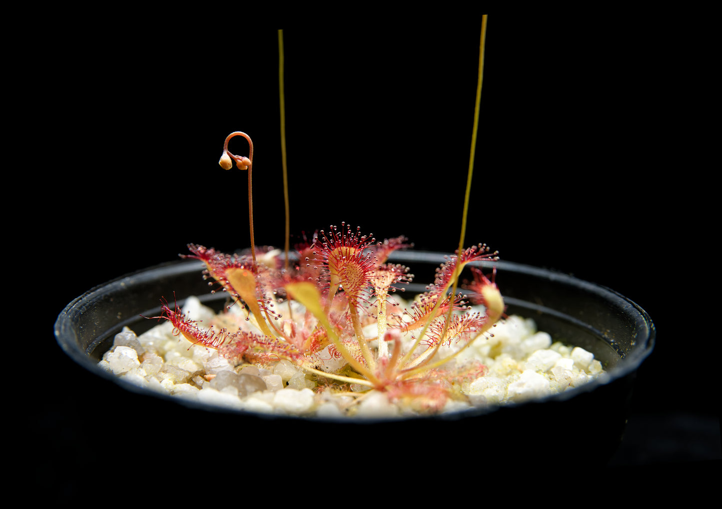 Drosera capillaris long arm carnivorous plant sundew terrarium plant sale Singapore potted plant side view