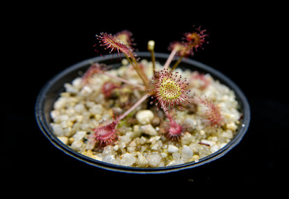 Drosera x eloisiana sundew carnivorous plant sale Singapore leaf detail