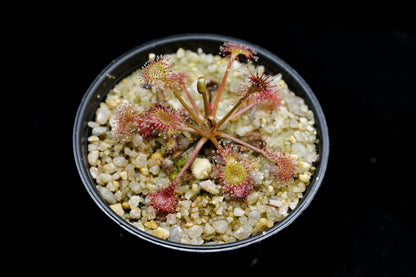 Drosera x eloisiana sundew carnivorous plant sale Singapore top view