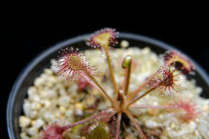 Drosera x eloisiana sundew carnivorous plant sale Singapore leaf detail