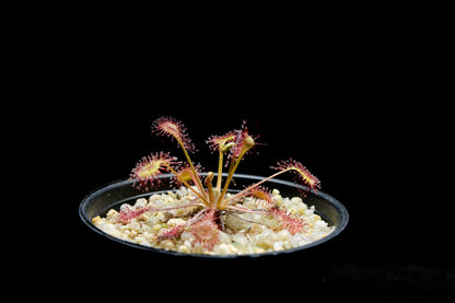 Drosera x eloisiana sundew carnivorous plant sale Singapore side view
