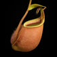 nepenthes bicalcarata seed-grown pitcher plants carnivorous plants sale Singapore potted plants