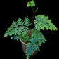 Selaginella willdenowii blue peacock fern sale Singapore potted plant side view