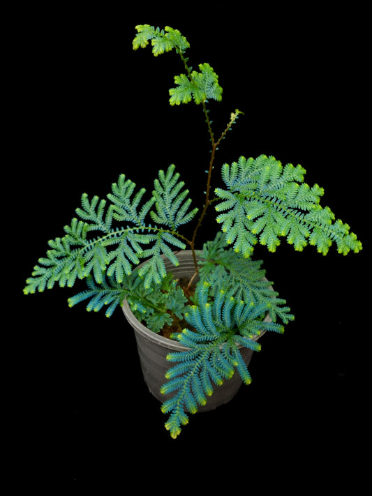 Selaginella willdenowii blue peacock fern sale Singapore potted plant side view