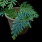 Selaginella willdenowii blue peacock fern sale Singapore potted plant frond detail