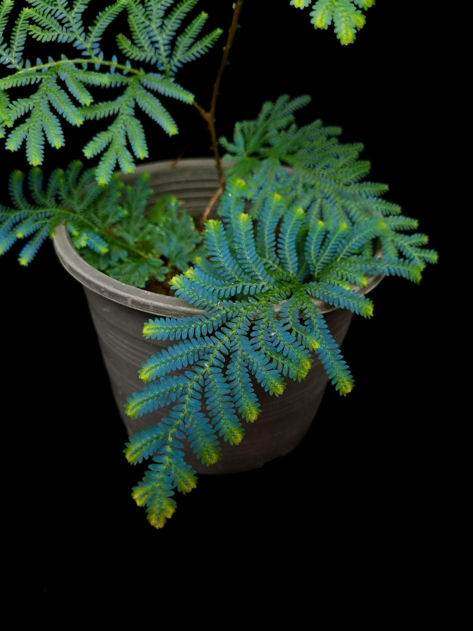 Selaginella willdenowii blue peacock fern sale Singapore potted plant frond detail