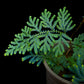 Selaginella willdenowii blue peacock fern sale Singapore potted plant frond detail
