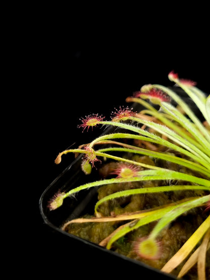 drosera aff. lanata sundew carnivorous plant sale Singapore trap detail