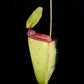 Nepenthes hookeriana pitcher plant carnivorous plants sale Singapore side view
