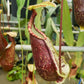 Nepenthes hemsleyana pitcher plant carnivorous plants sale Singapore lower pitcher