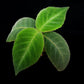 Cyrtandra sp. potted plant sale Singapore top view