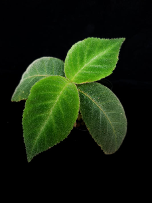 Cyrtandra sp. potted plant sale Singapore top view