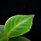 Cyrtandra sp. potted plant sale Singapore leaf detail