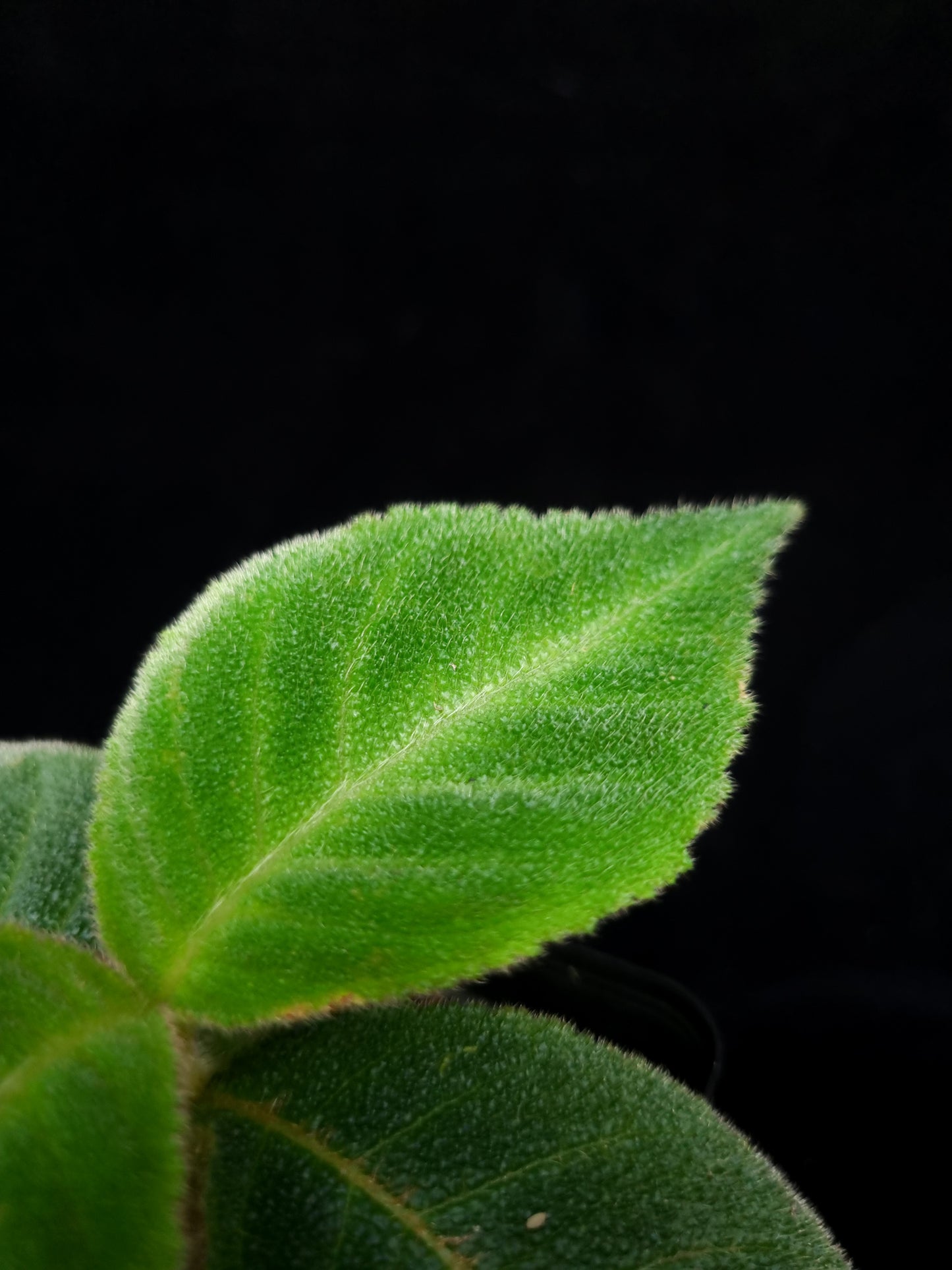 Cyrtandra sp. potted plant sale Singapore leaf detail