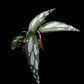 Begonia sp. Julau Type-II sale Singapore potted plant leaf detail