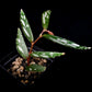 Begonia sp. Julau Type-II sale Singapore potted plant side view