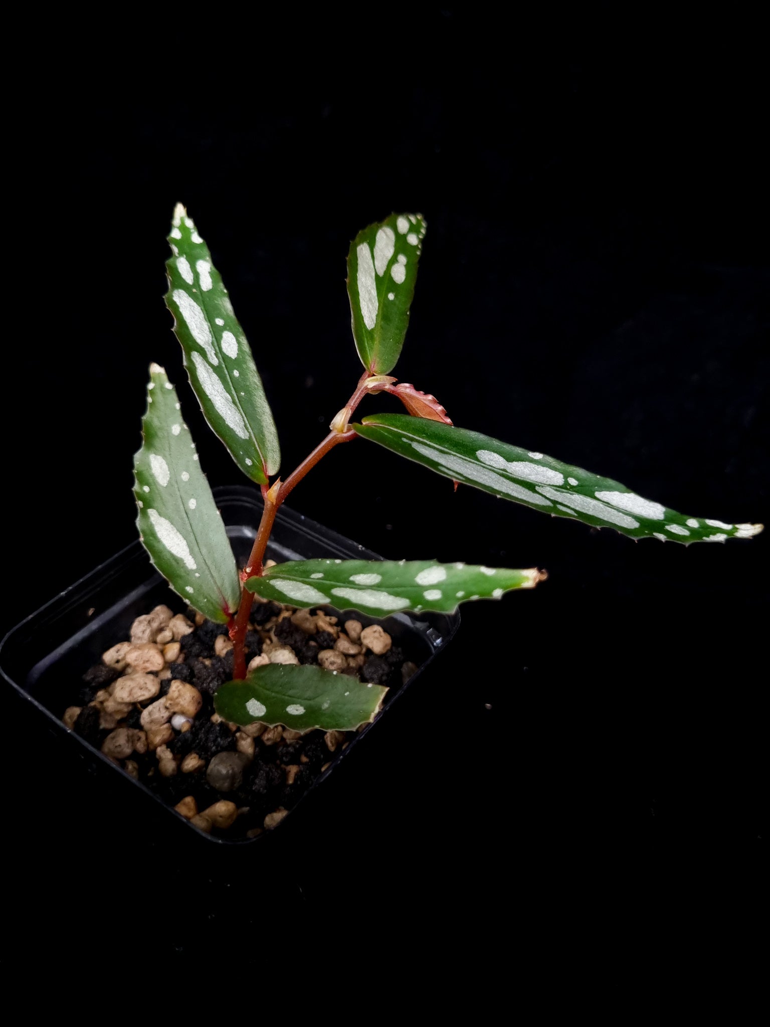 Begonia sp. Julau Type-II sale Singapore potted plant side view