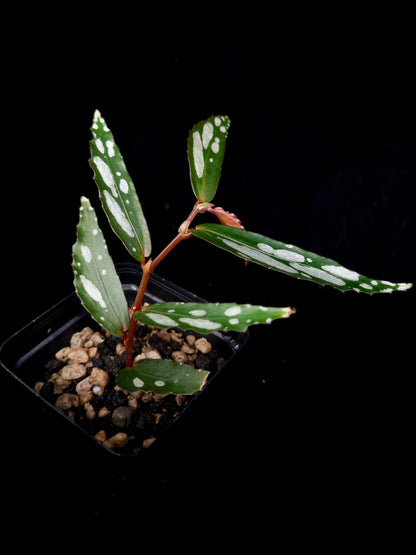 Begonia sp. Julau Type-II sale Singapore potted plant side view