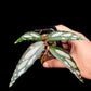 Begonia sp. Julau Type-II sale Singapore potted plant top view