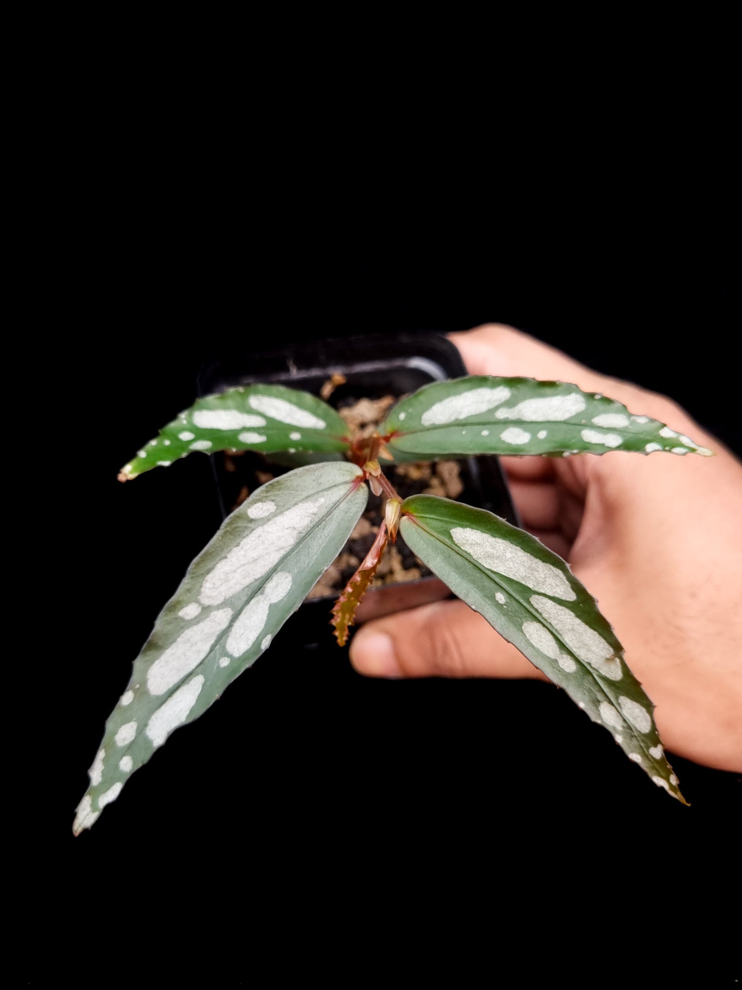 Begonia sp. Julau Type-II sale Singapore potted plant top view