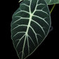 alocasia watsoniana potted plant sale Singapore leaf detail