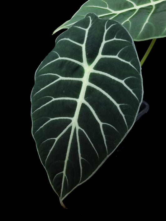 alocasia watsoniana potted plant sale Singapore leaf detail