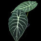 alocasia watsoniana potted plant sale Singapore front view