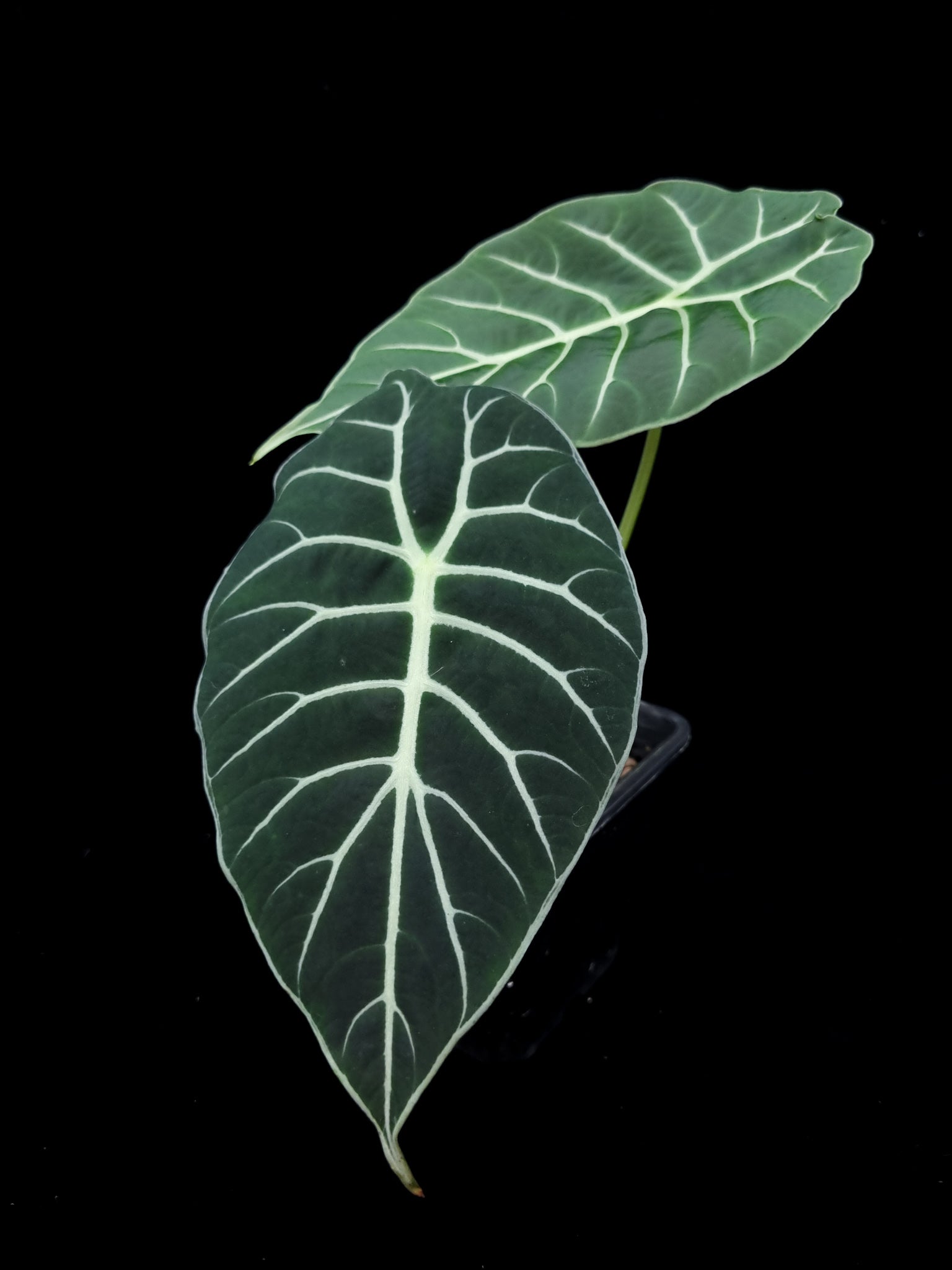 alocasia watsoniana potted plant sale Singapore front view