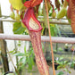 nepenthes pitcher plant hybrid maxima x boschiana sale singapore potted plant