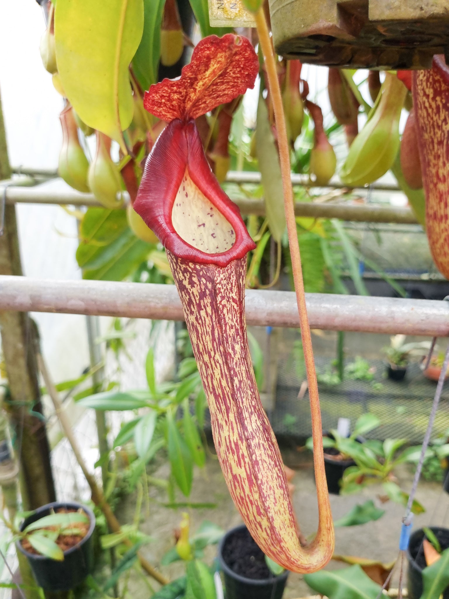 nepenthes pitcher plant hybrid maxima x boschiana sale singapore potted plant