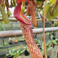 nepenthes pitcher plant hybrid maxima x boschiana sale singapore potted plant