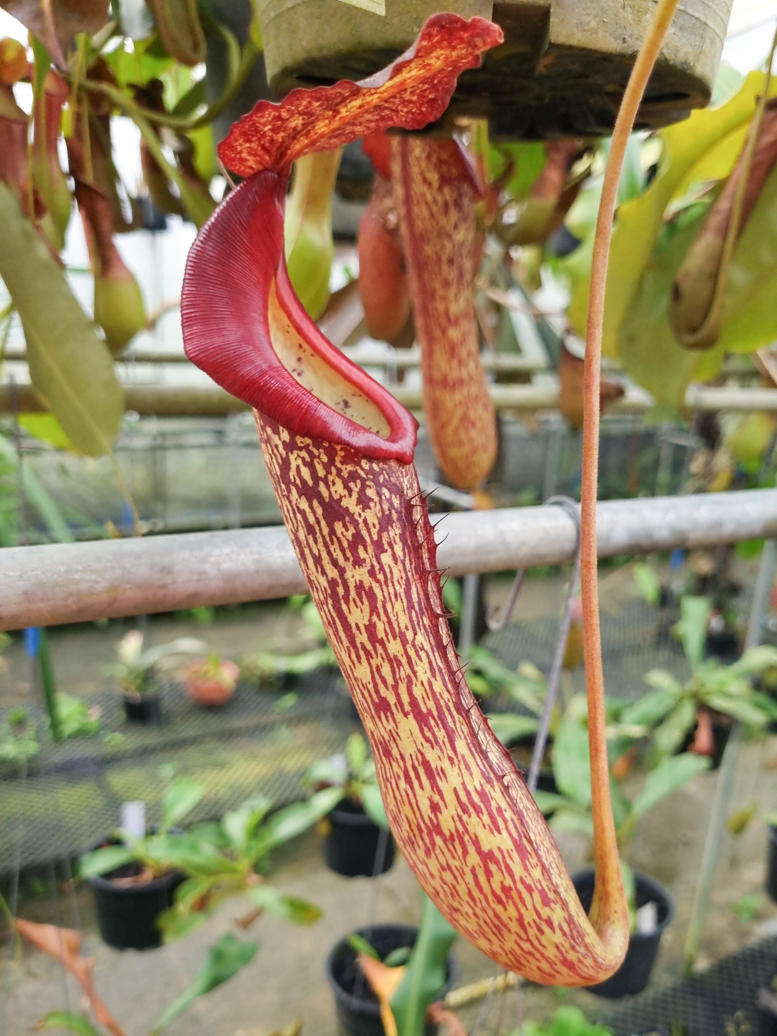 nepenthes pitcher plant hybrid maxima x boschiana sale singapore potted plant
