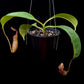 nepenthes pitcher plant hybrid sale singapore potted plant