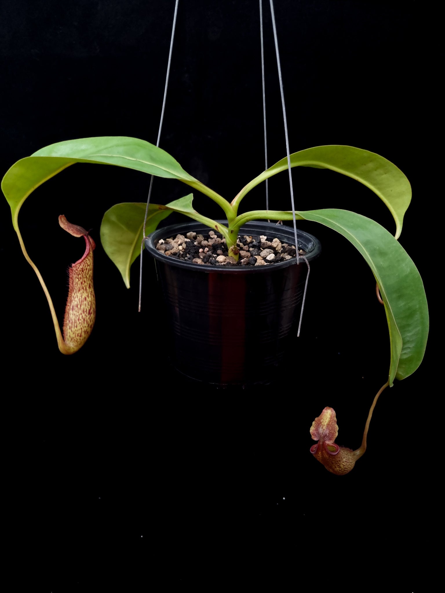 nepenthes pitcher plant hybrid sale singapore potted plant