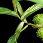 Nepenthes gracilis variegated pitcher plant sale Singapore leaf detail