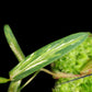 Nepenthes gracilis variegated pitcher plant sale Singapore leaf detail