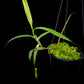 Nepenthes gracilis variegated pitcher plant sale Singapore 