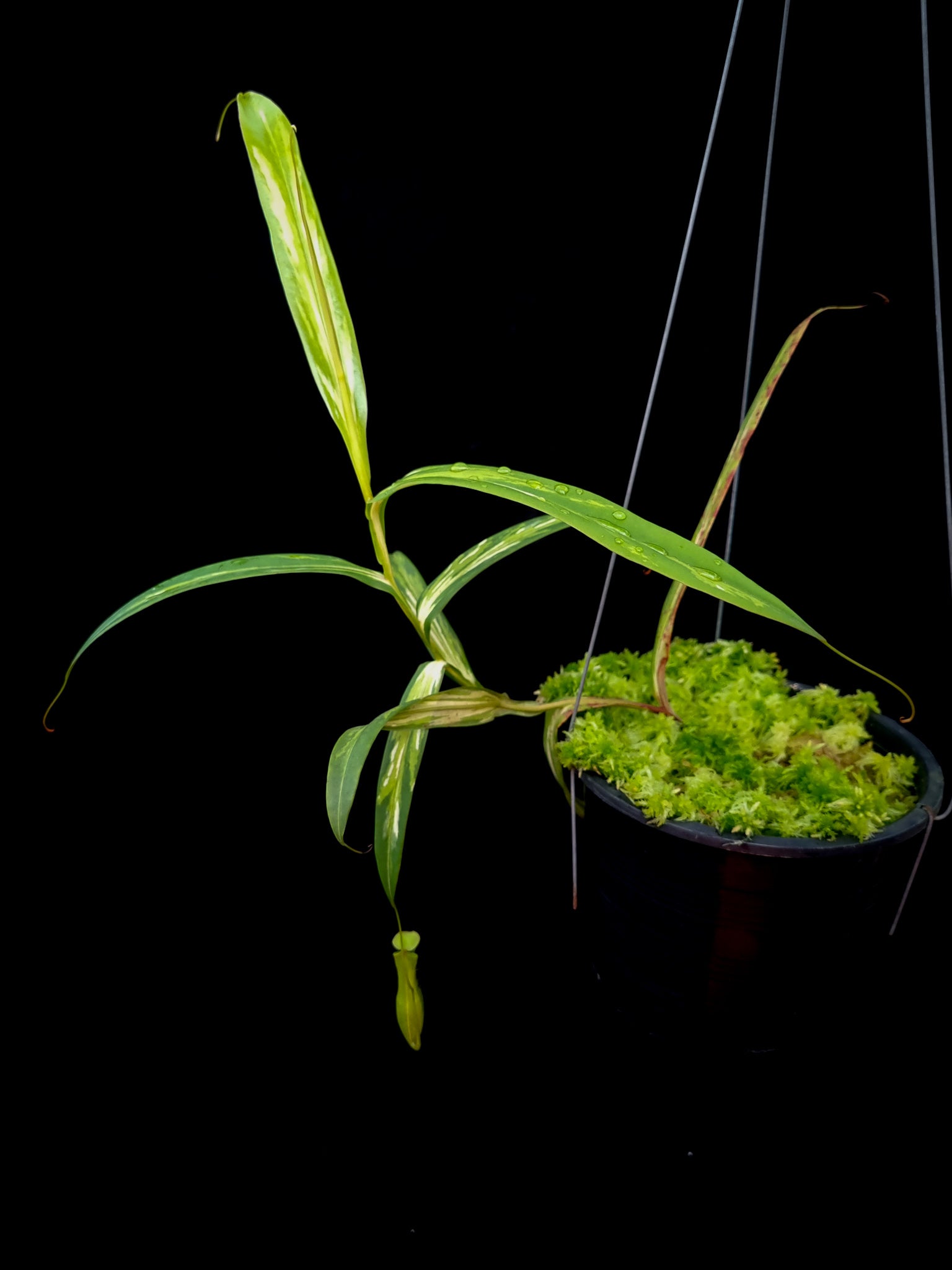 Nepenthes gracilis variegated pitcher plant sale Singapore 