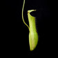 Nepenthes gracilis variegated pitcher plant sale Singapore pitcher detail