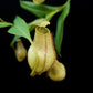 Nepenthes gracilis squat pitcher plant sale Singapore