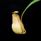 Nepenthes gracilis squat pitcher plant sale Singapore