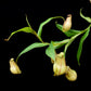 Nepenthes gracilis squat pitcher plant sale Singapore
