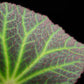 Begonia chloroneura sale Singapore potted plant leaf detail