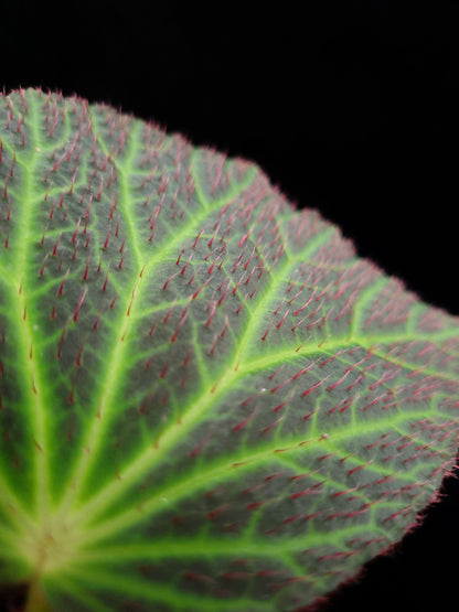 Begonia chloroneura sale Singapore potted plant leaf detail