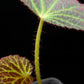 Begonia chloroneura sale Singapore potted plant leaf detail
