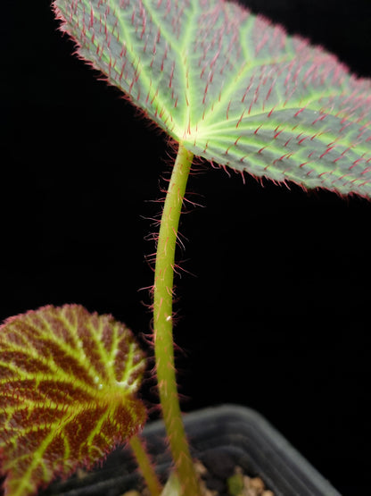 Begonia chloroneura sale Singapore potted plant leaf detail