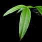 Hoya medinillifolia sale Singapore potted plant leaf detail